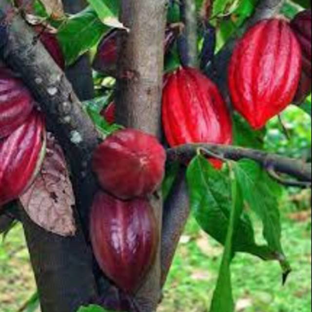 

bibit coklat