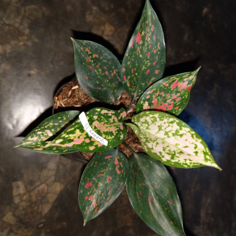 aglonema ruby garuda batik lokal