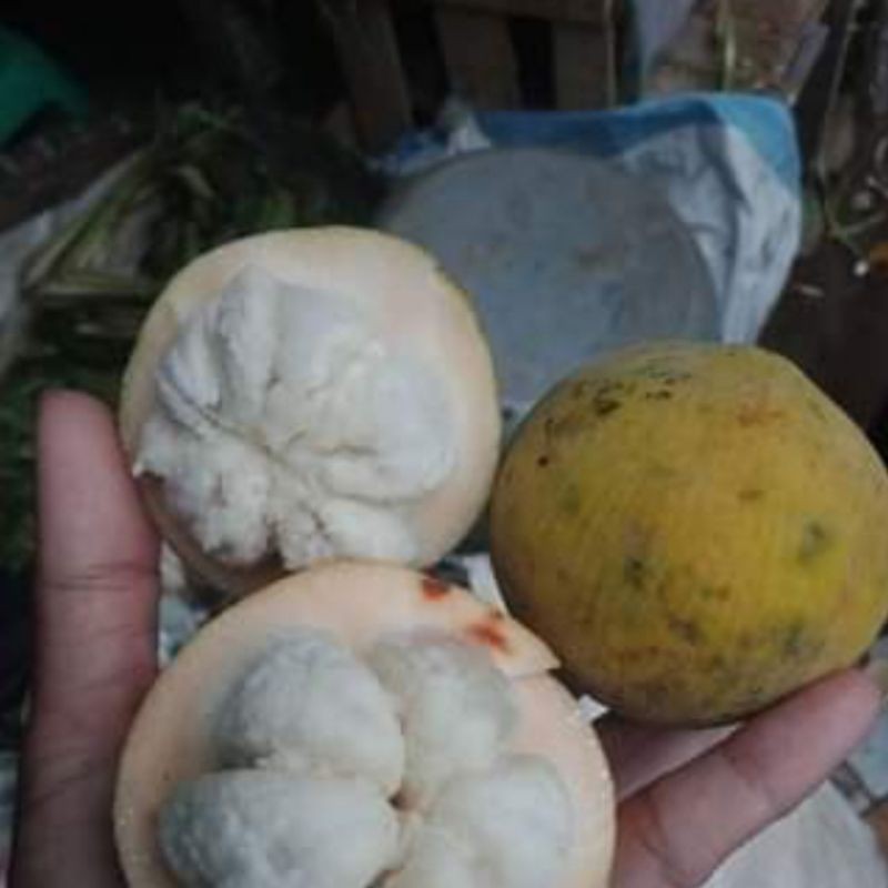 

buah kecapi 1kg