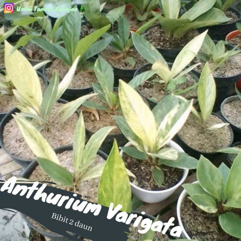 Anthurium Hookeri Varigata Albo Pink bibit