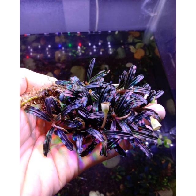 bucephalandra sp manday 1/2 kg dan bonus