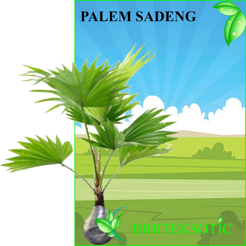 124 Gambar Ilustrasi Pohon Palem Gambarilus 124 Gambar Ilustrasi Pohon Palem Gambarilus