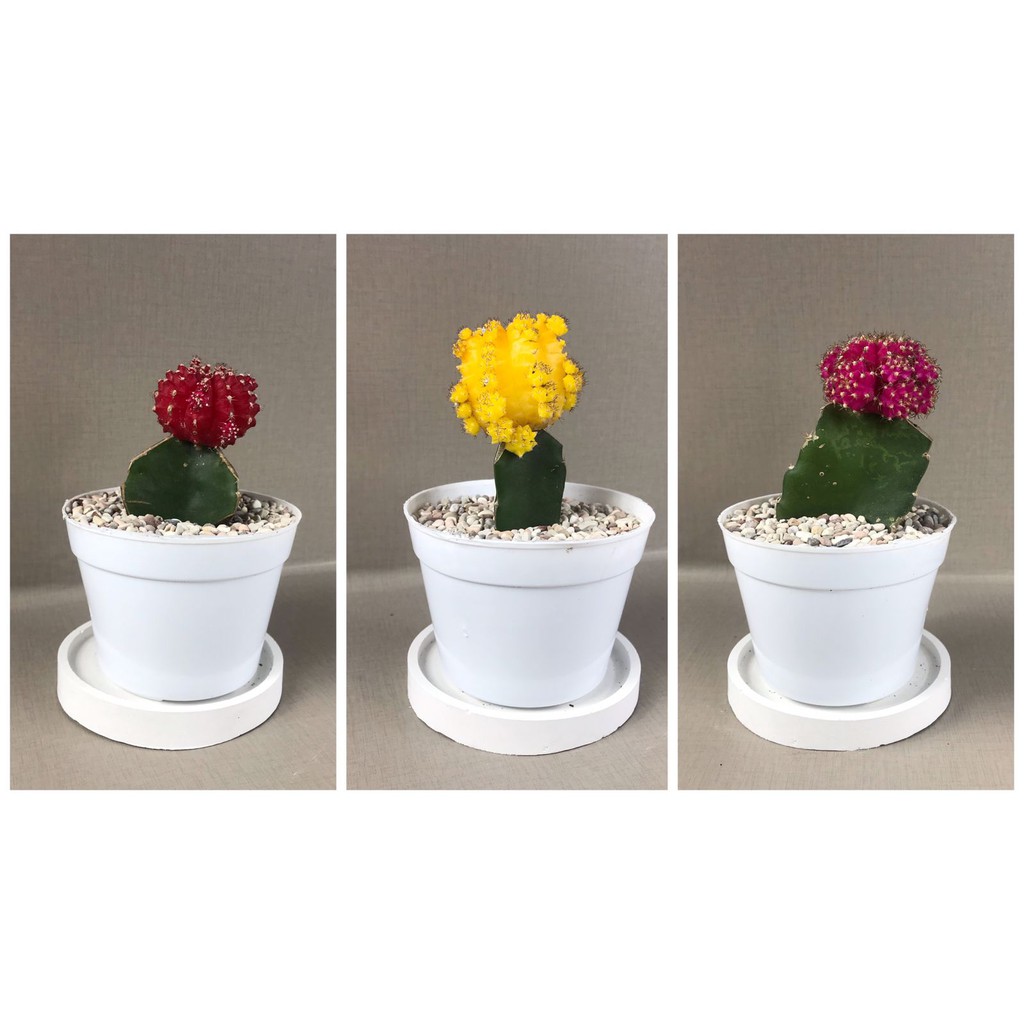 Gymno Import Korea (Moon Cactus) (Free pot Putih + Batu Warna+ Tatakan pot)) Tanaman Hias Hidup