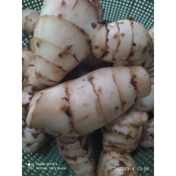 

ubi ganyong merah segar 500 gram