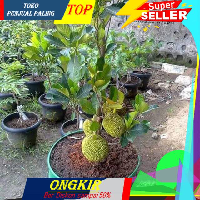 

Manis Bibit nangka mini genjah