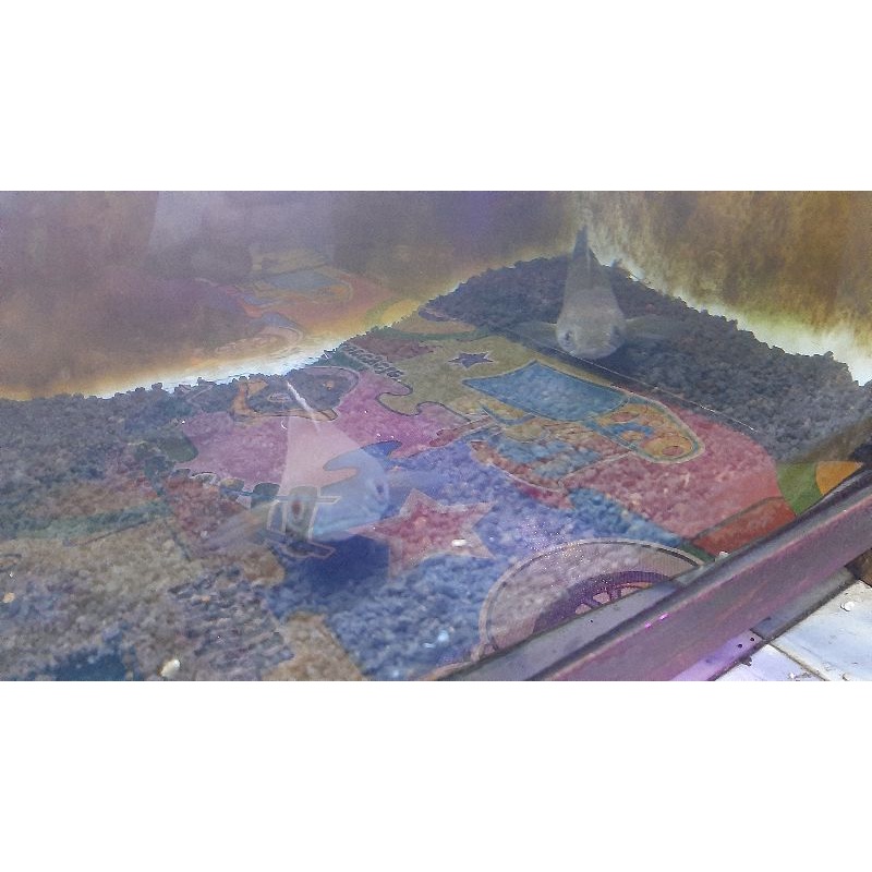 channa melasoma (black snakehead? rera item pair