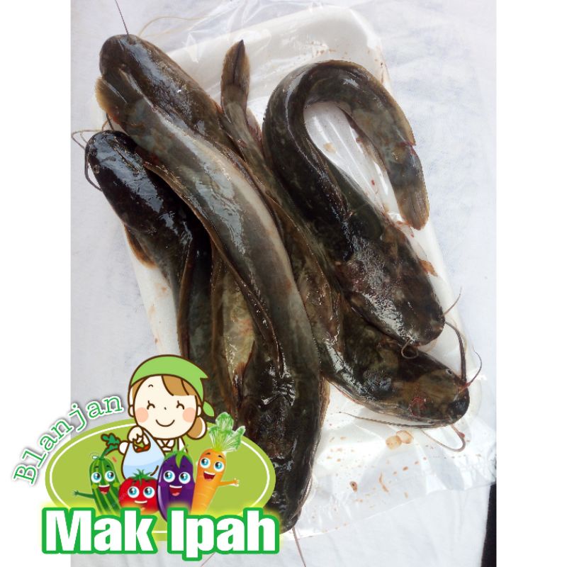 

Mak ipah IKAN LELE SEGAR ISI 4-5/500 GRAM
