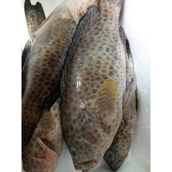 

Ikan Kerapu Segar 1000 Gram