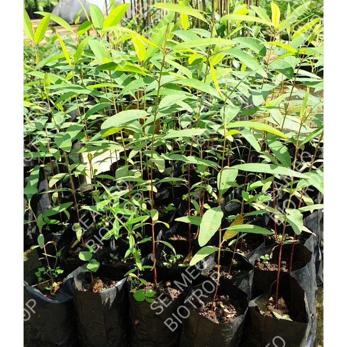 Bibit Gaharu (Aquilaria malaccensis)