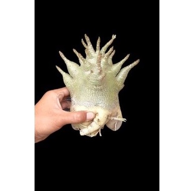 Adenium Arabikum Hybrid id Godji Nombig Import