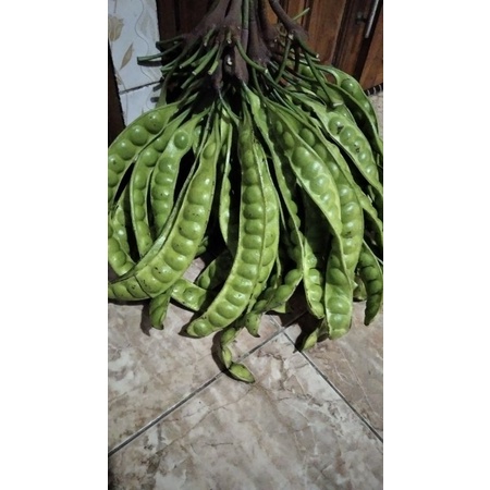 

PETE/PETAI Harga murah kwalitas WAH