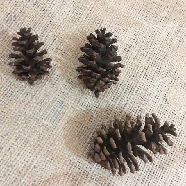 Biji pinus / buah biji pinus / rustic