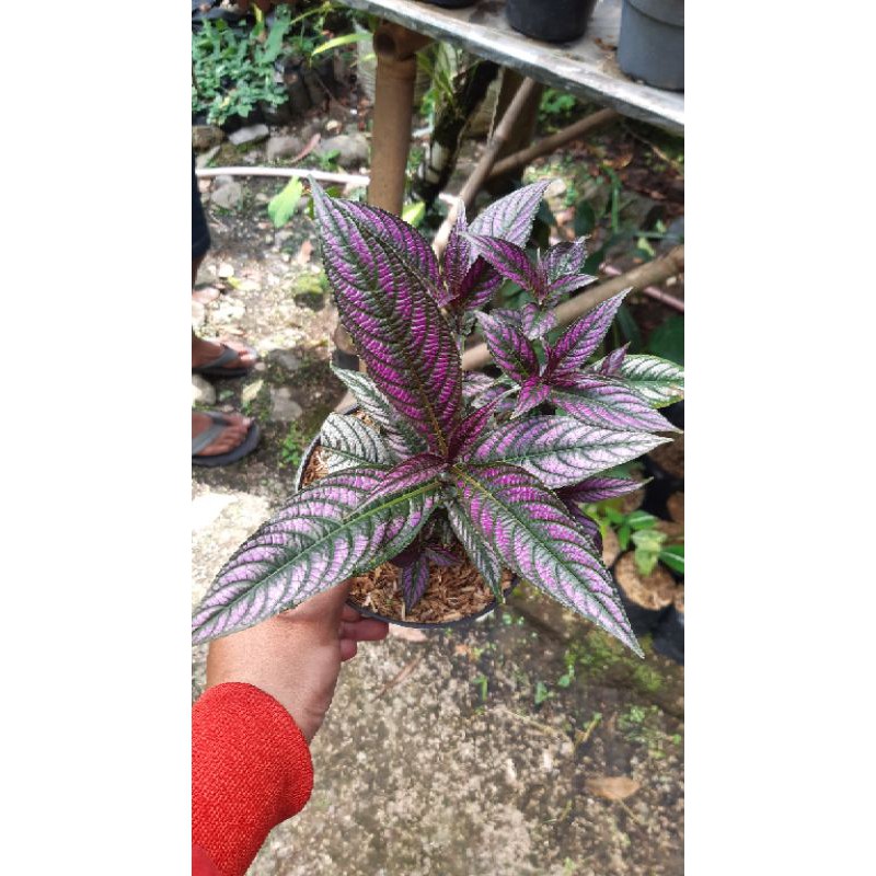 

violet