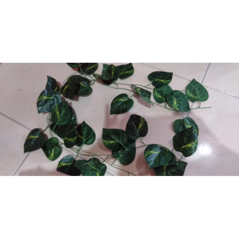 DAUN RAMBAT SIRIH GADING PANJANG 2 METER