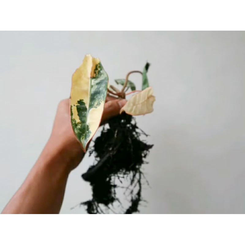 bonggol philo kabel variegata