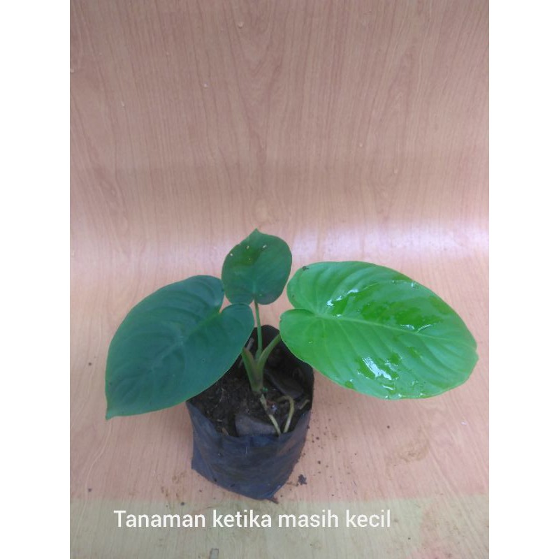 Schismatoglottis calyptrata