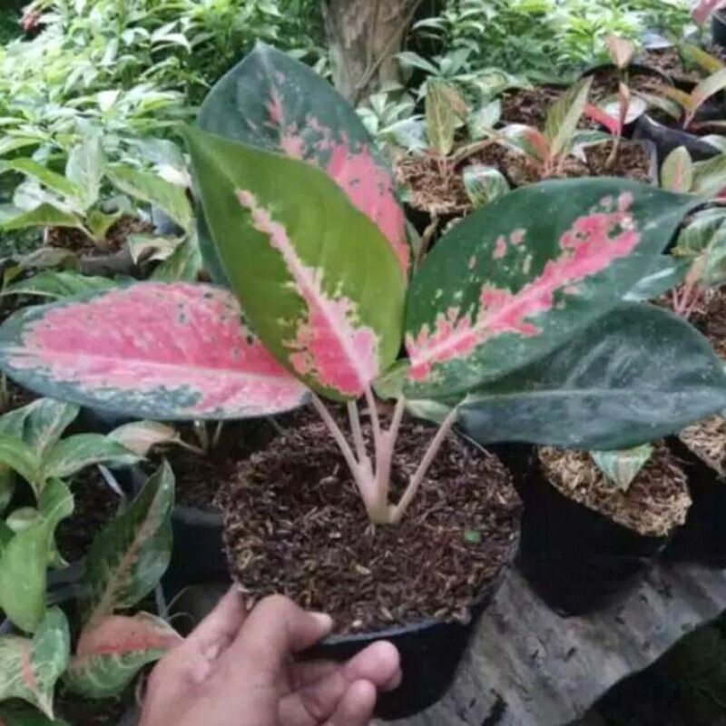 bibit aglonema khocin paramuay/ aglonema khocin pink/ 1/2 daun /aglonema khocin paramuay