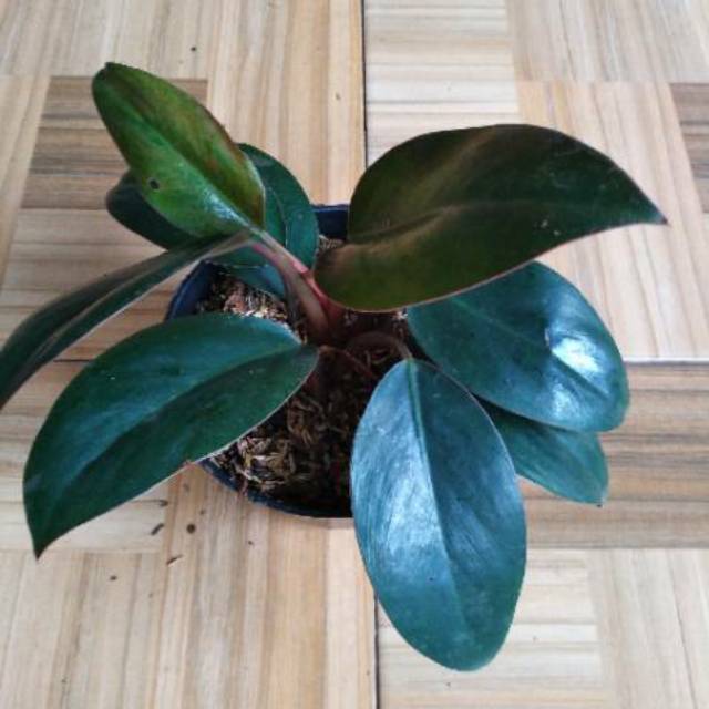 Philodendron compact congo - philo compact - BAKUL KEMBANG