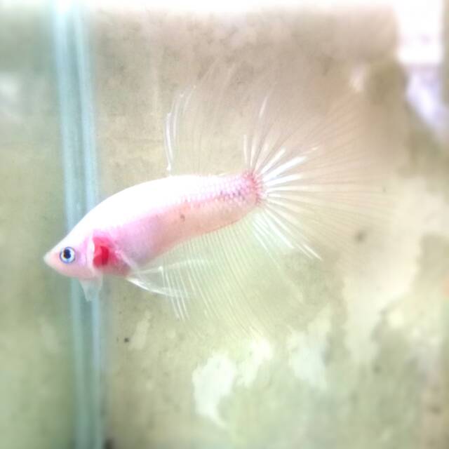Ikan cupang albino