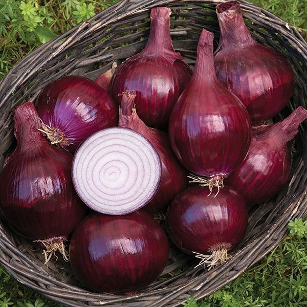 5 Biji Benih Onion Red Burgundy Bibit Bawang Besar-0