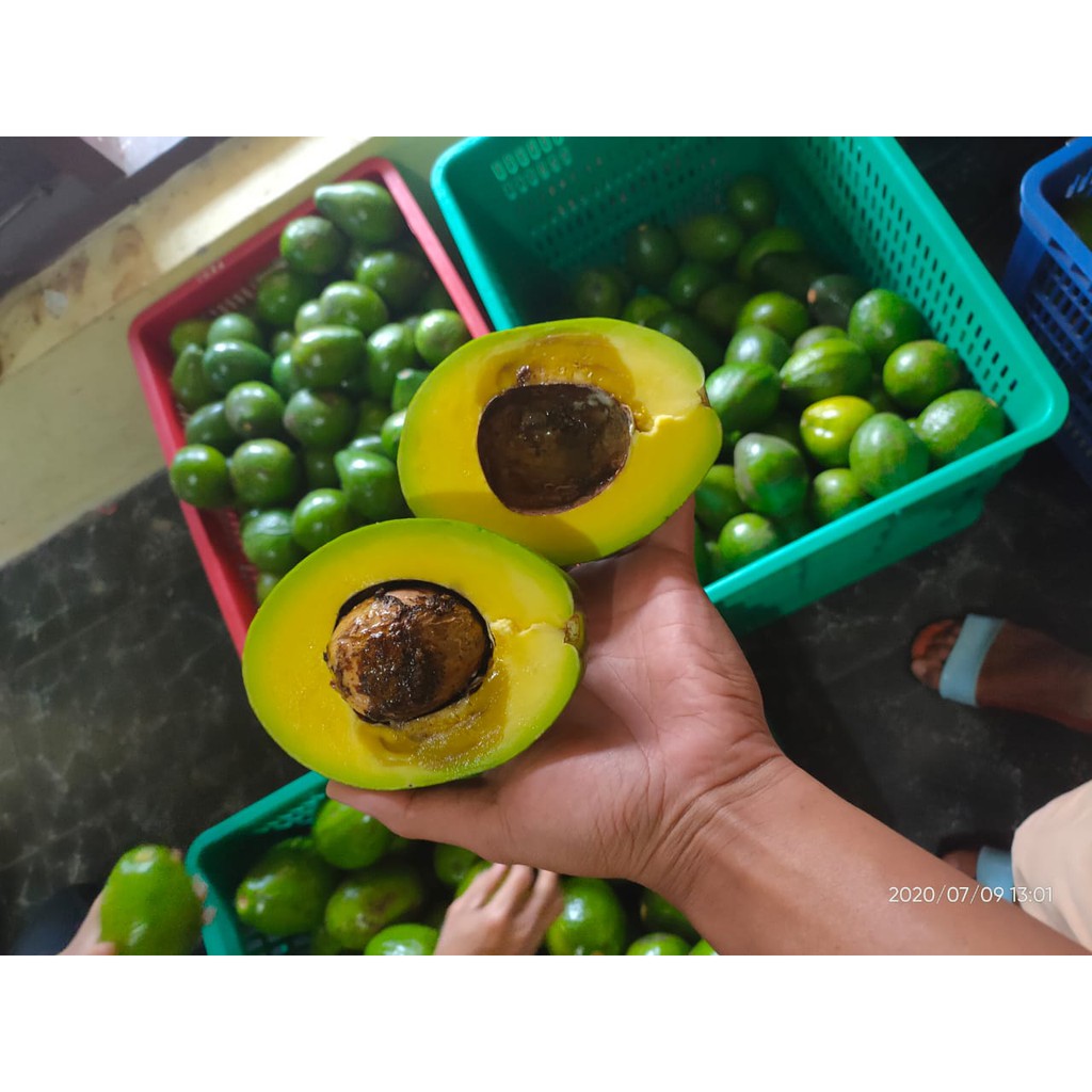 

Alpukat Mentega 1 KG isi 3-4