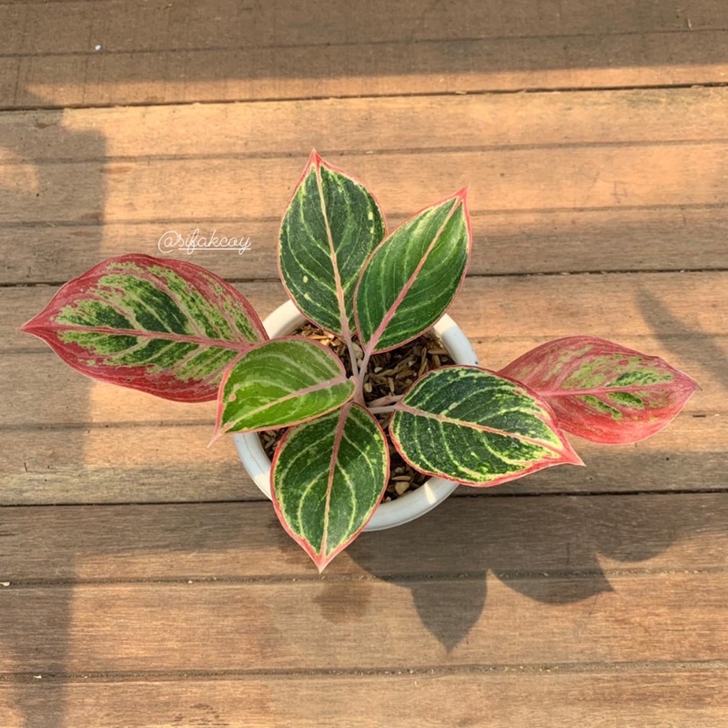 Aglonema emerald dragon