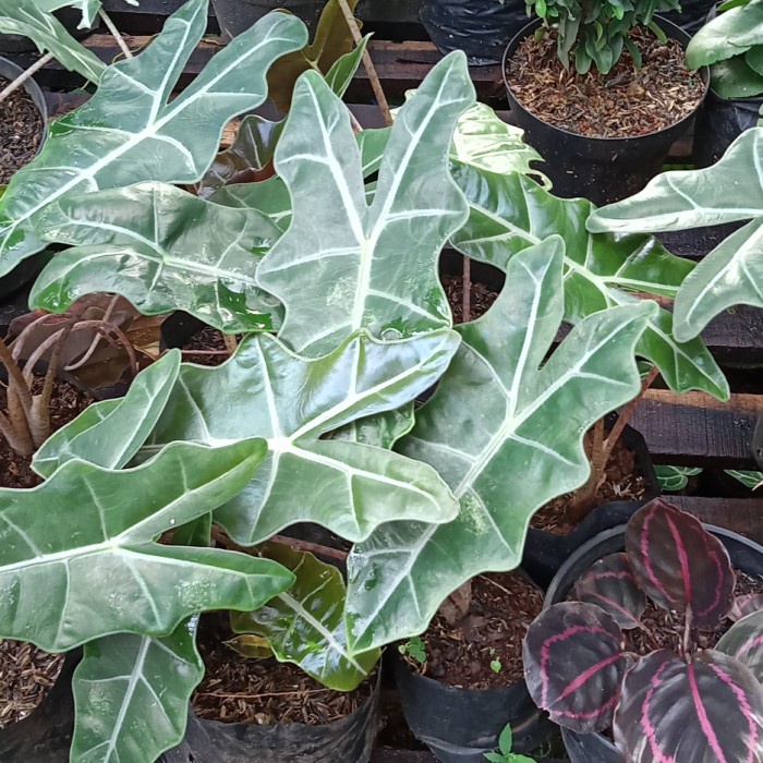 Tanaman Hias Keladi Amazon (Lokal)/ Keladi Kuping kelinci Alocasia San