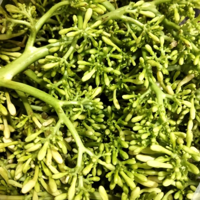 

BUNGA PEPAYA SEGAR / KEMBANG PEPAYA (pack 250gr)