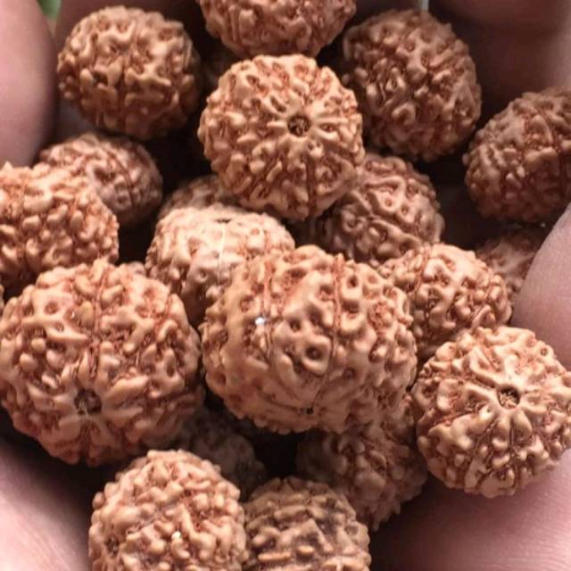 rudraksha mukhi 9