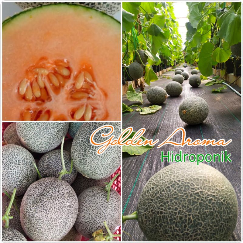 

Melon Hidroponik Golden Aroma renyah garing manis