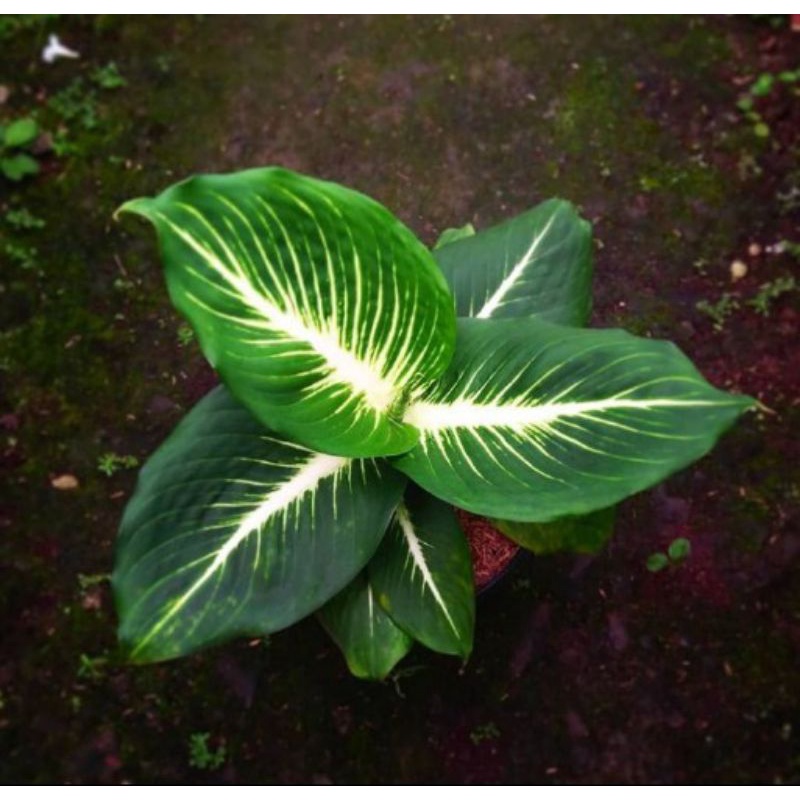 aglonema diven gurita/diven gurita asli