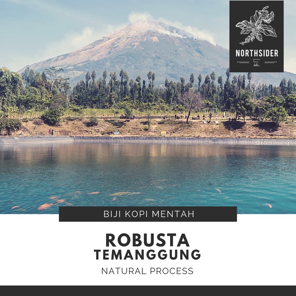 biji kopi fine robusta temanggung natural   biji mentah  green bean 
