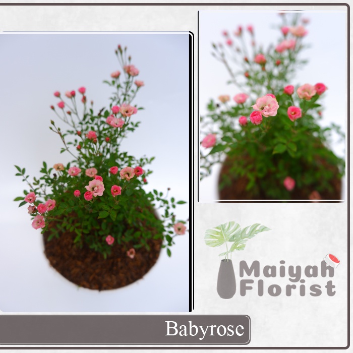 Mawar Babyrose Asli - Sudah Berbunga - Mawar Imut - Tanaman Hias