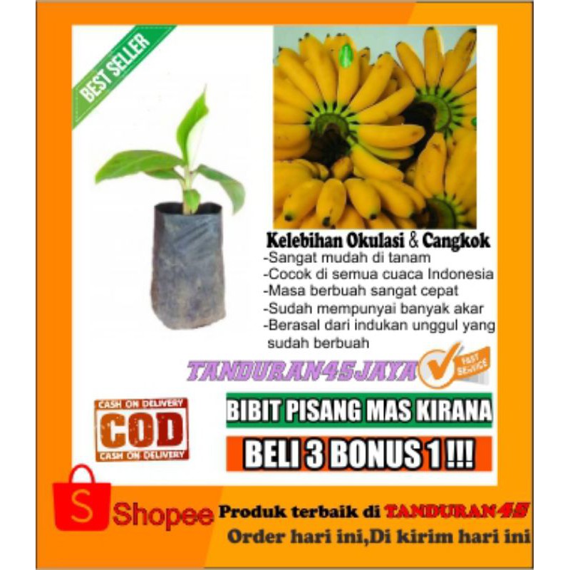 bibit pisang mas kirana/bibit pisang mas/bibit pisang