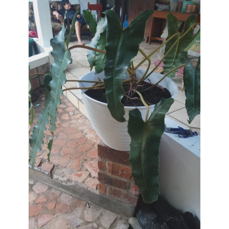 philodendron kabel busi