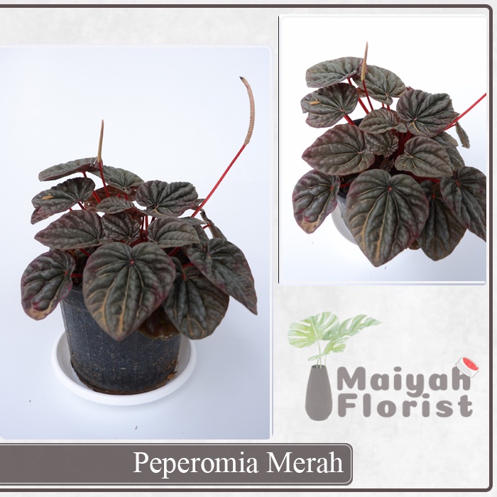 Peperomia Merah - Tanaman Hias