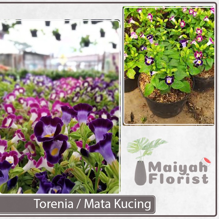 Tanaman Hias Mata Kucing - Torenia Fourneri - Sudah Berbunga