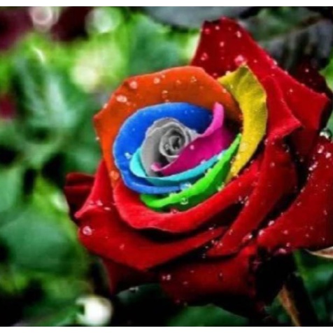 Benih Biji Bunga Mawar Pelangi Rainbow  Isi 10 Biji