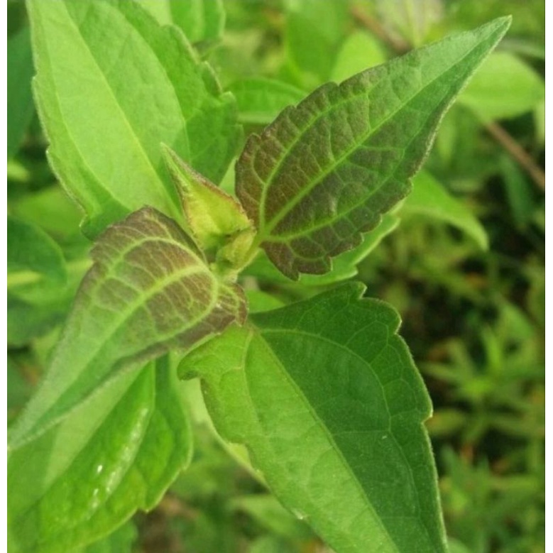 

Daun balakacida 1kg 15.000 promo