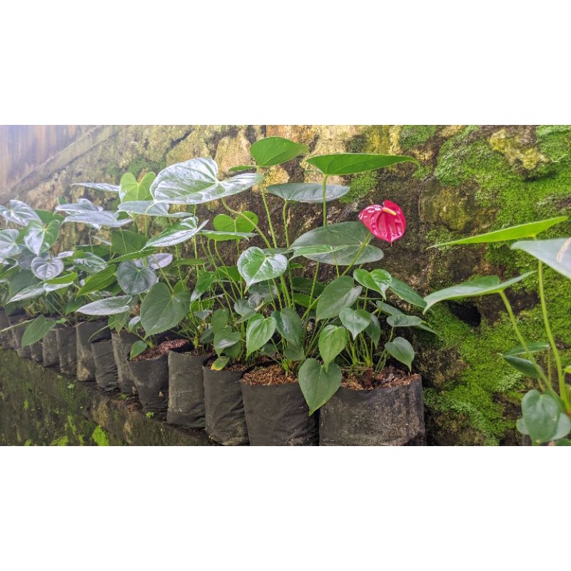 Anthurium Merah Mini - tanaman bunga anthurium MURAH