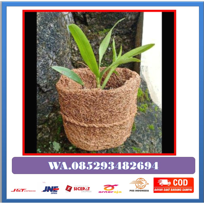 TERLARISPOT BONSAI,ANGGREK,DENDRO,VANDA,BULAN MINI