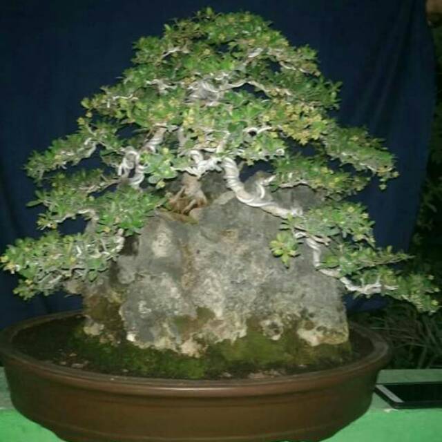 Biji Bonsai Bucida Spinosa atau Black Olive atau Geometri
