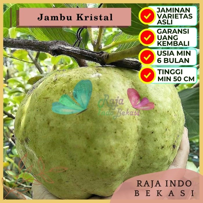 Bibit Tanaman Buah JAMBU KRISTAL Premium