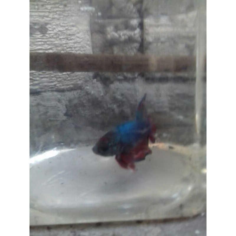 IKAN CUPANG JAYEN DUMBO AIR LAVENDER
