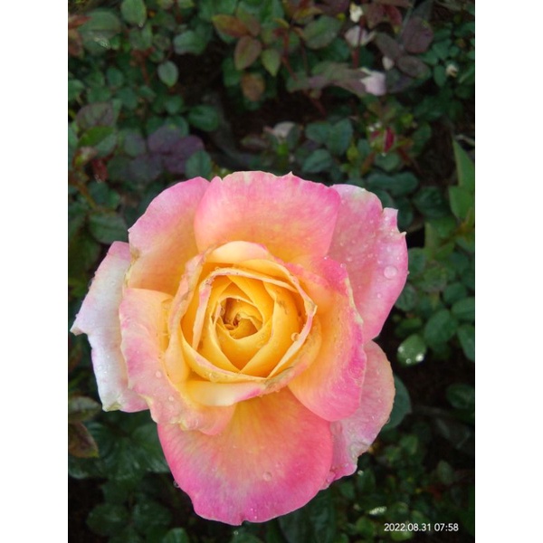 Mawar  Import summer of love