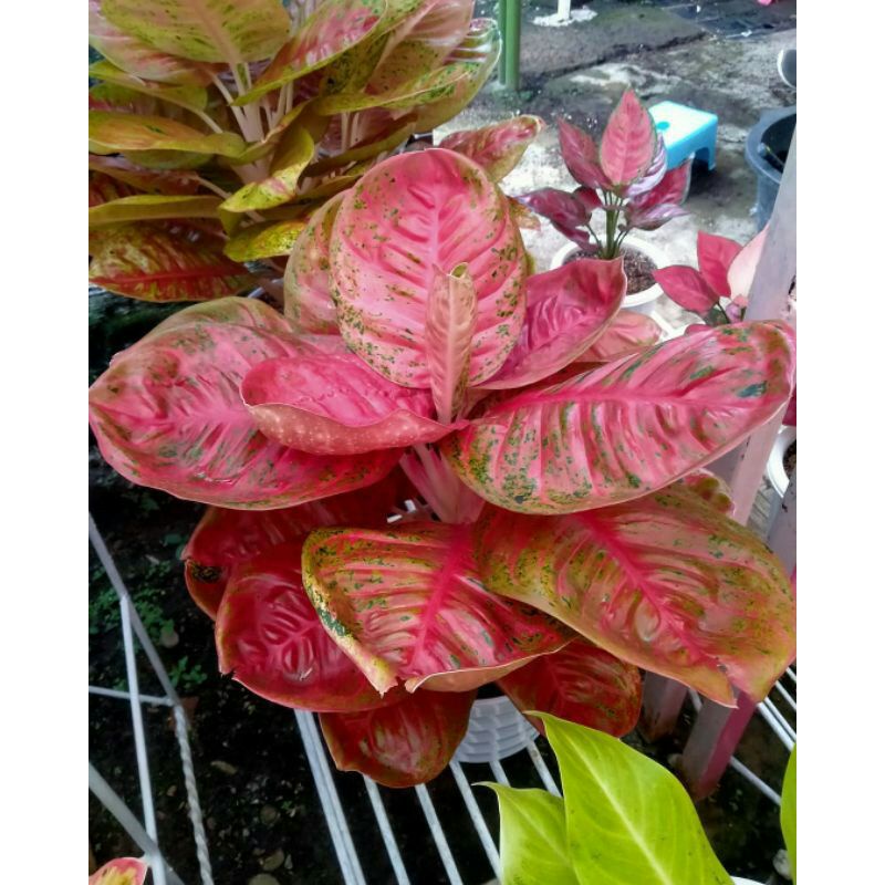 aglonema wulandari remaja