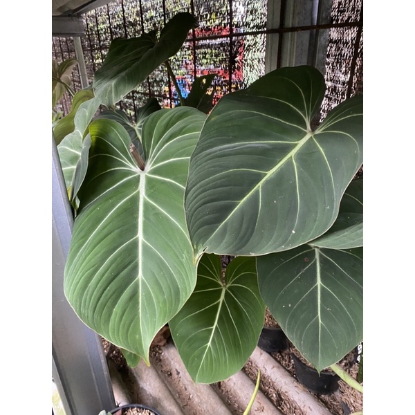 philodendron gloriosum daun satu
