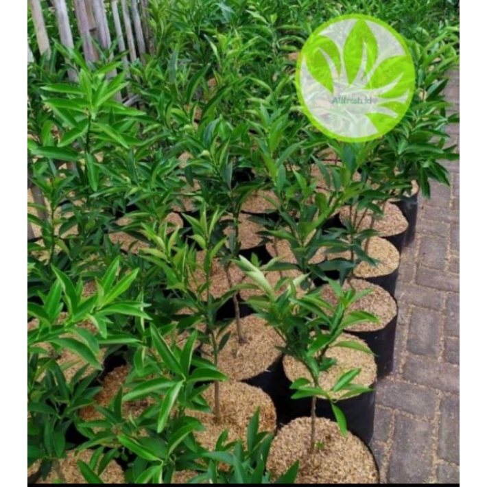 pohon buah jeruk nagami / tanaman jeruk nagami