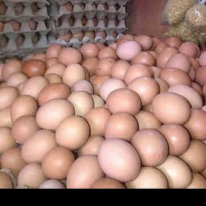 

Telur Ayam (1kg)