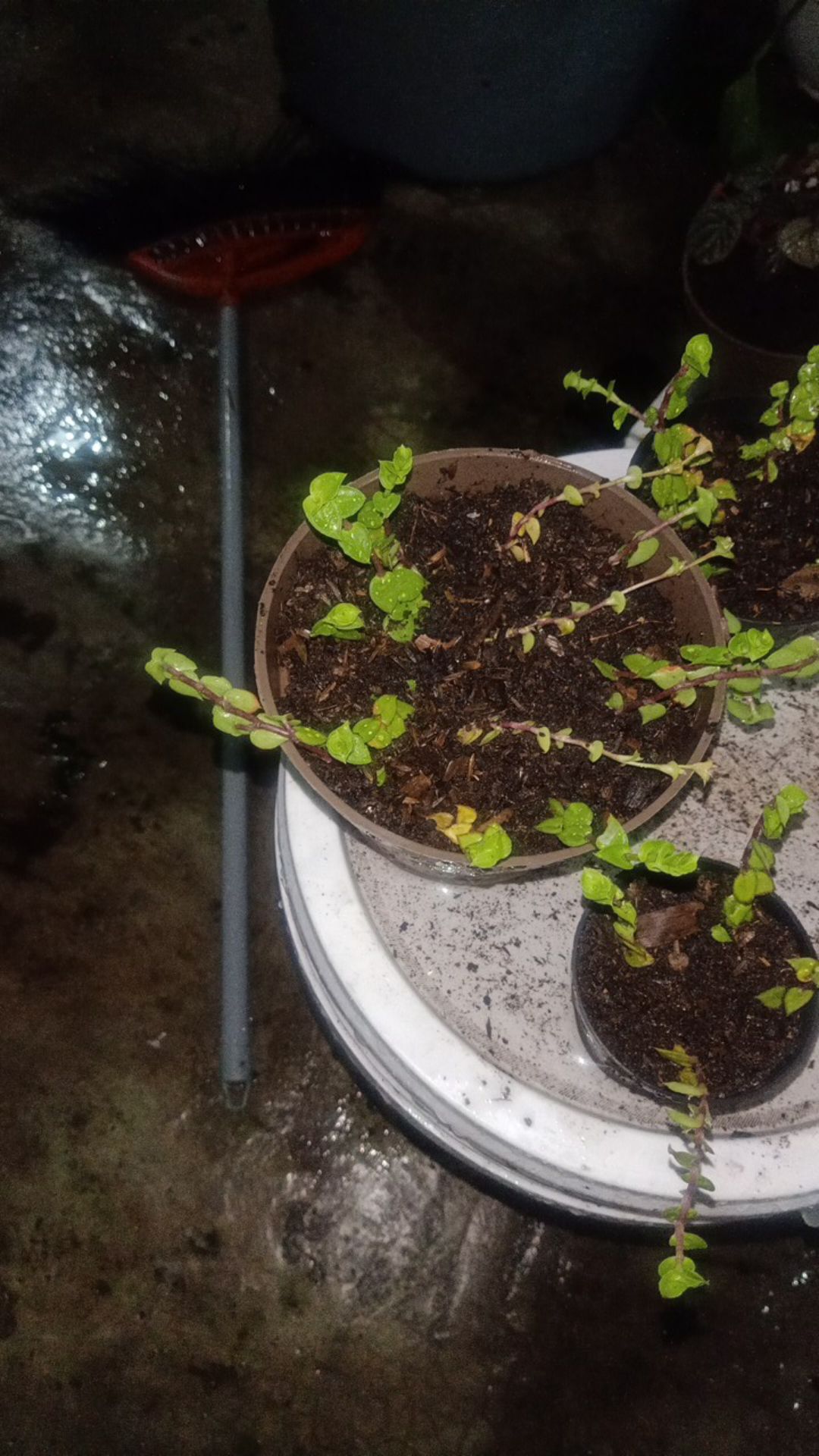 Bibit Callisia Repens/air Mata Janda (10 Stek Batang) Tanaman Gantung